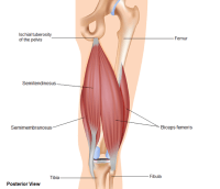 Hamstrings