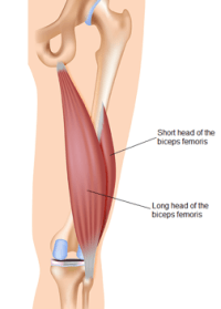 hamstrings muscles