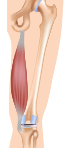 hamstrings Anatomy